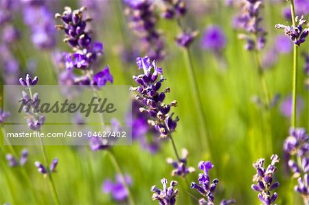 Lavender field  -Hungary