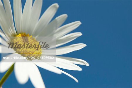 A white daisy in the sky