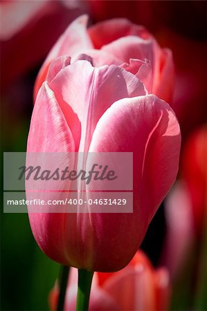 Red tulip in the Keukenhof Park. The Netherlands