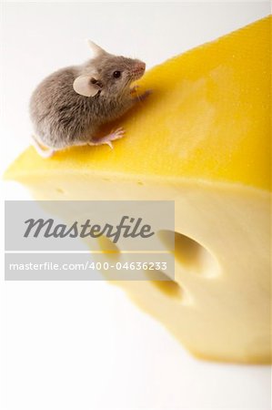 Funny mouse on the cheese