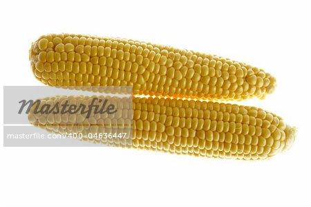 Corn cobs in yellow color over white background