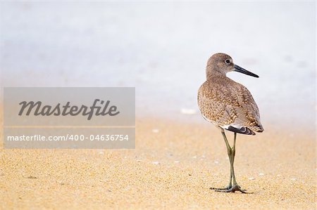 A sandpiper is watching the waves crash onto the beach