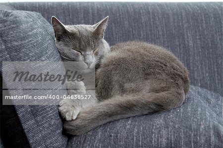 sleepy gray cat on a sofa
