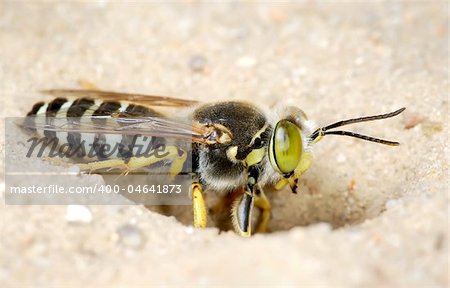 The wasp Bembex rostratus burrow in the sand.