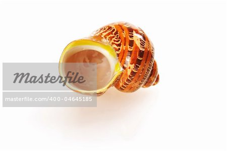 Sea shell isolated on white background, soft shadow