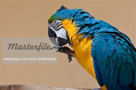 Blue-and-yellow Macaw  Ara ararauna parrot