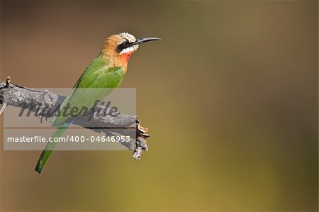 White-throated Bee-eater perched in greater kruger park