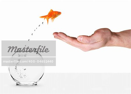 goldfish jumping out of fishbowl and into human palm isolated on white