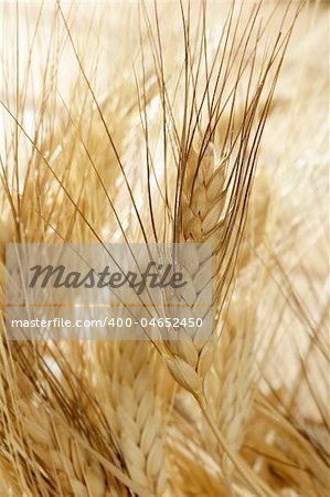 golden wheat cereal over wood background