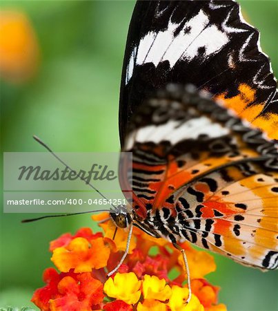 the butterfly fall on the flower in a garden outdoor.