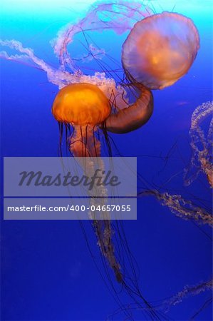 Beautiful orange jellyfish over blue background