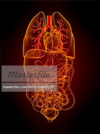 3d rendered illustration of human organs with highlighted bronchi
