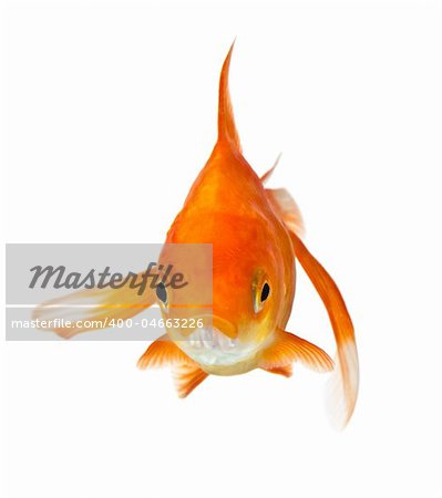 closeup of a goldfish isolated on white background