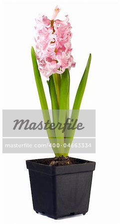 Spring holiday pink hyacinthus plant with flowers in flowerpot isolated on white background