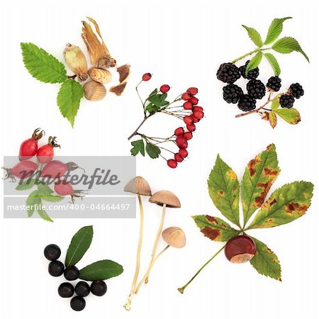 Autumn harvest collection of wild hedgerow produce of fruit, nuts and berries with leaves, isolated over white background.