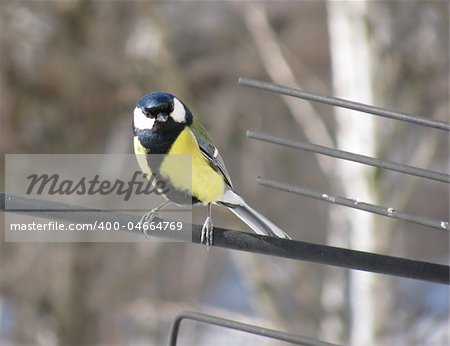 Titmouse - a small forest bird on a perching (also known as Great Tit or Parus major)