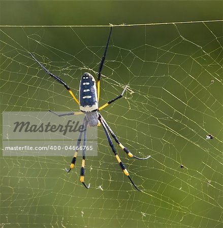 Black and Yellow spider sitting on a web waiting for insects