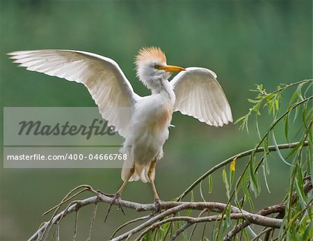 Cattle Egret sitting on a branch