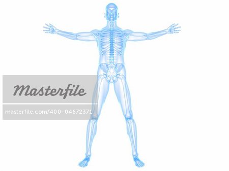 3d rendered illustration of a male skeleton