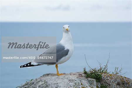 Seagull stand on skerry at the seaside