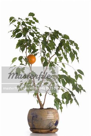 Orange tree in a pot isolated over white