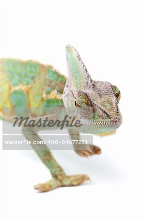 Beautiful big chameleon sitting on a white background