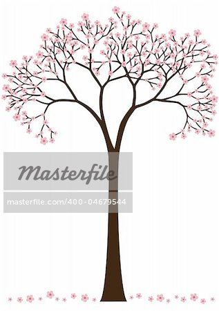 cherry blossom, flowering spring tree, vector