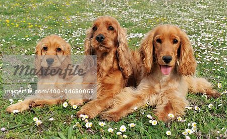 portrait of three purebred spaniel cocker in a field with flowers