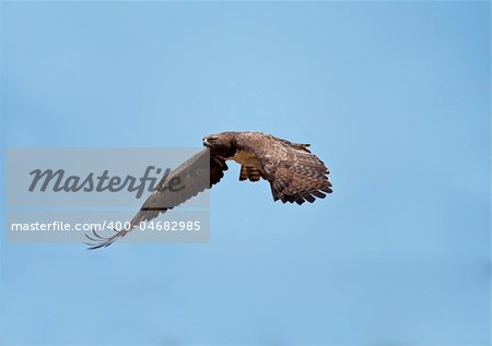 Martial Eagle swooping down to catch prey