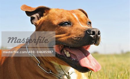 portrait of a staffordshire bull terrier, focus on the eye