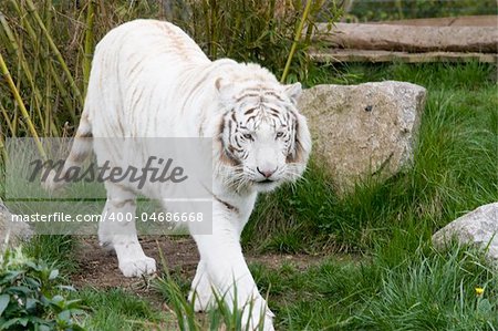 Photo of a rare wild white tiger