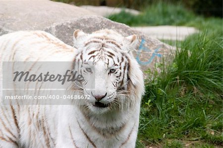 Photo of a rare wild white tiger