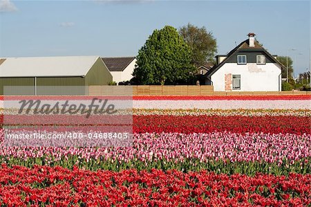 House and field of coloful tulips. Dutch flower industry. The Netherlands