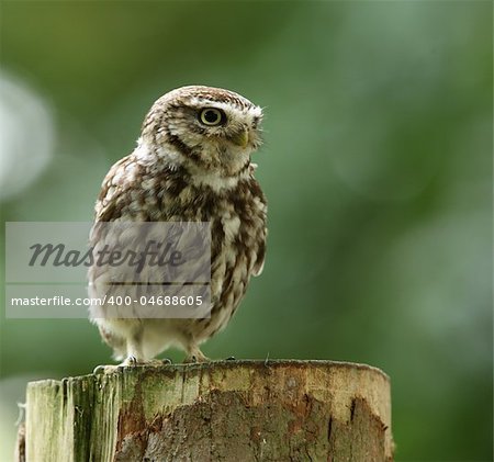 Portrait of a Little Owl