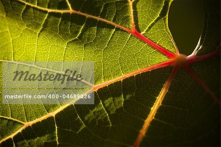 Dramatically Lit Grape Leaf Details on the Vineyard.