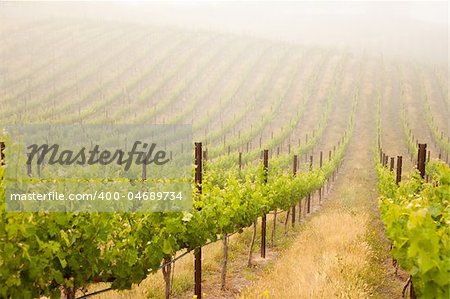 Beautiful Lush Grape Vineyard In The Morning Mist and Sun with Room for Your Own Text.