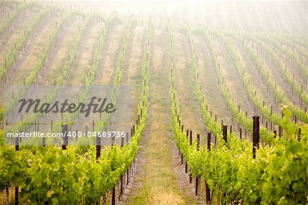 Beautiful Lush Grape Vineyard In The Morning Mist and Sun with Room for Your Own Text.