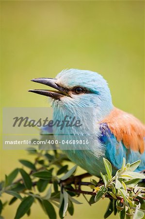 Portrait of an European Roller sitting on a branch