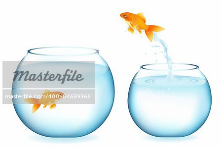 Golden Fish Jumping To Other Goldfish, Isolated On White