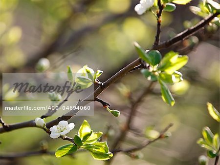 Close-up shot of fresh apple-tree flowers