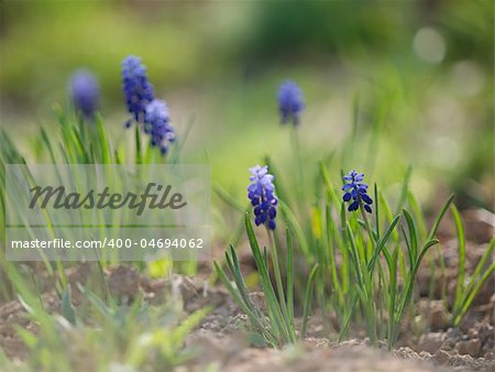 Macro shot of Muscari flowers with soft focus
