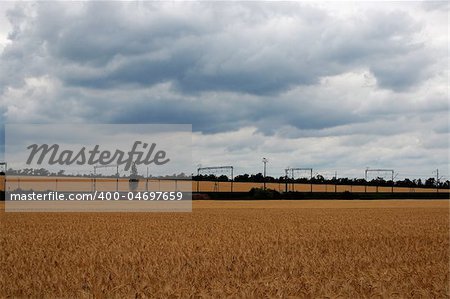 Wheat field with golden ears at cloudy summer day before thunder-storm