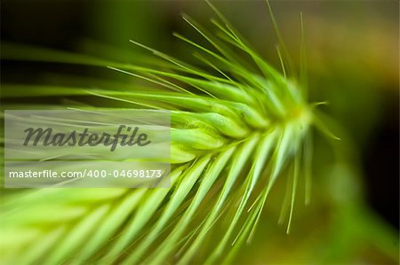 A green spring grain shoot in macro mode