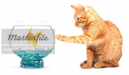 Cat playing with goldfish isolated on white background