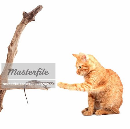 Cat playing with lizard isolated on white background
