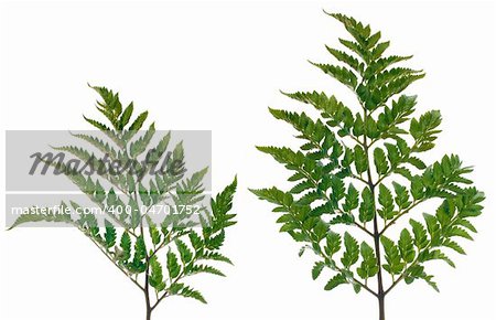 Fern leafs isolated on a white background.