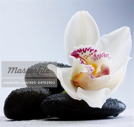 beautiful orchid and stone with water reflection