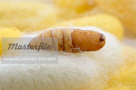chrysalis silkworm up over silk worm cocoon