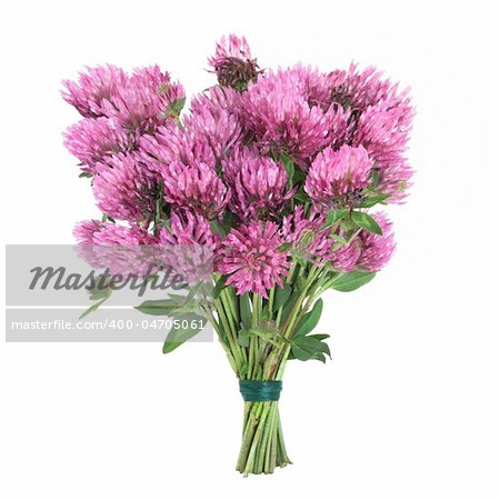 Red clover herb flower posy tied in a bunch isolated over white background. Trifolium pratense.