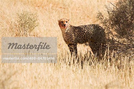Cheetah with blood on face standing underneath shrubs